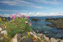 07-1607 Thrift (Armeria maritima) growing on the Island of Mull.